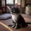 用户头像，昵称橘猫她妈，养猫三年的资深铲屎官